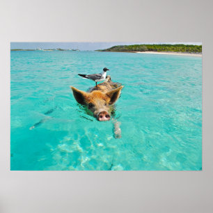 Cute pig swimming in water poster