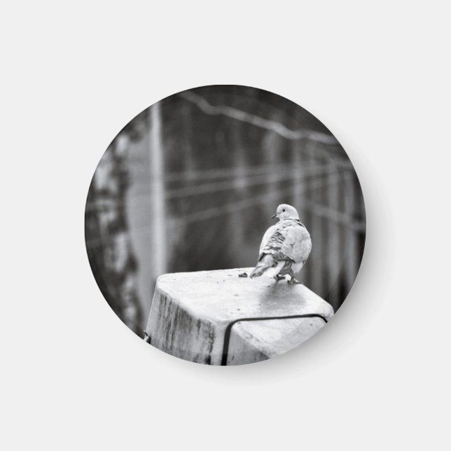 Cute Pigeon Magnet (Front)