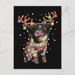 Cute Piggy, Pig Lover Funny Christmas Holiday Gift Postcard