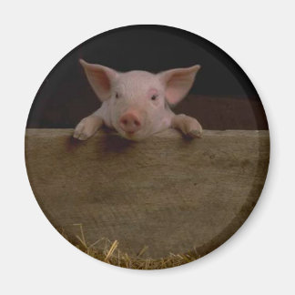 Cute Piglet Magnet