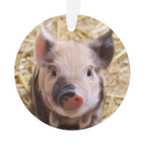 Cute piglet ornament