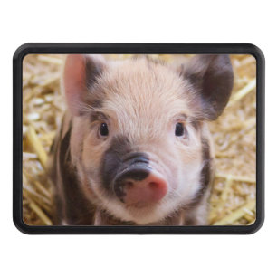 Cute piglet tow hitch cover