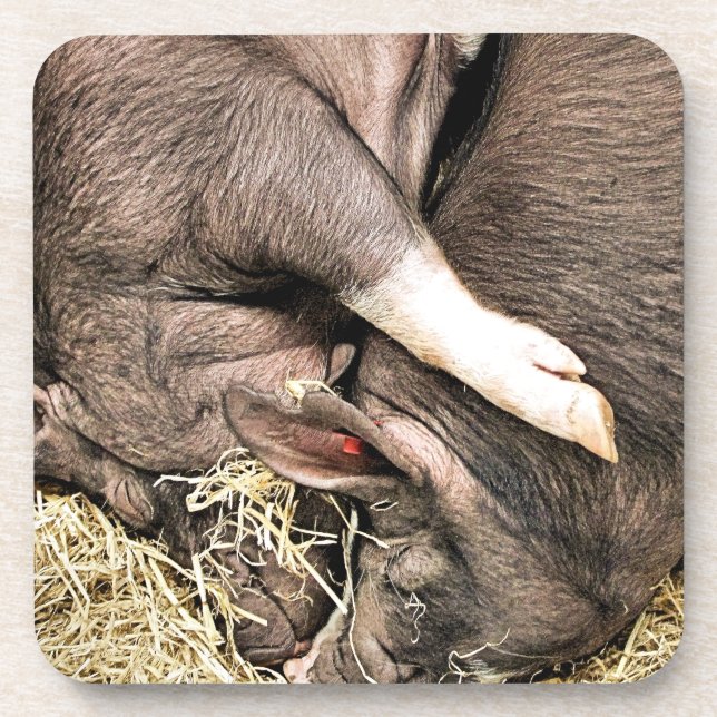 CUTE PIGS BEVERAGE COASTER (Front)