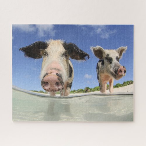 Cute Pigs on Beach Jigsaw Puzzle