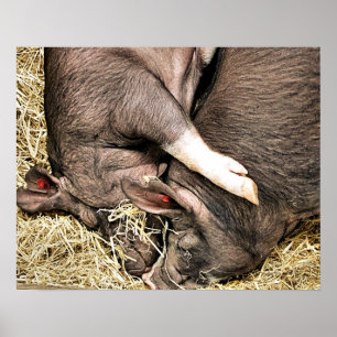 CUTE PIGS POSTER