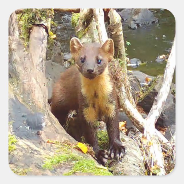 Cute Pine Marten on Fallen Tree Square Sticker (Front)