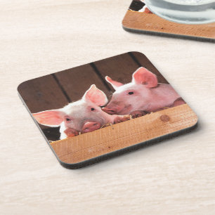 Cute Pink Piglets Animal Photograph Beverage Coaster