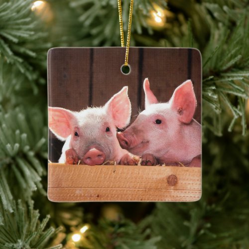 Cute Pink Piglets Animal Photograph Ceramic Ornament