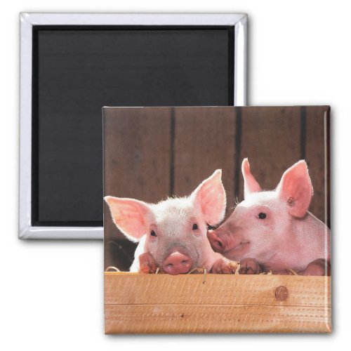 Cute Pink Piglets Animal Photograph Magnet