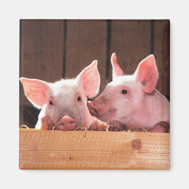 Cute Pink Piglets Animal Photograph Magnet (Front)