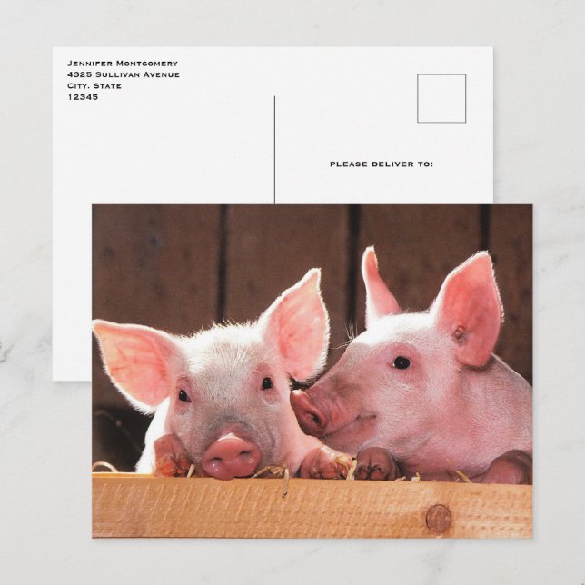 Cute Pink Piglets Animal Photograph Postcard (Front/Back)