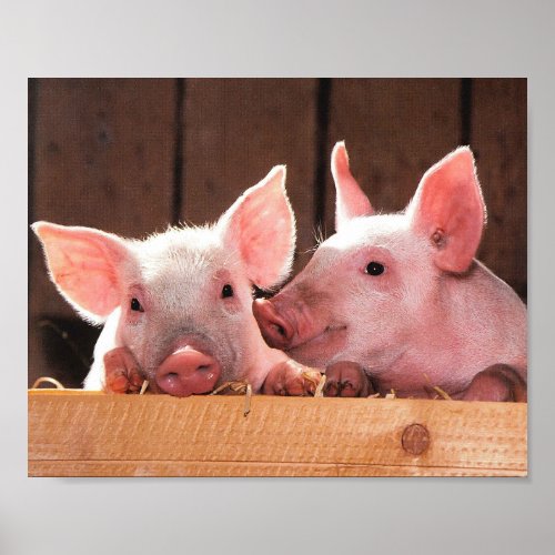 Cute Pink Piglets Animal Photograph Poster