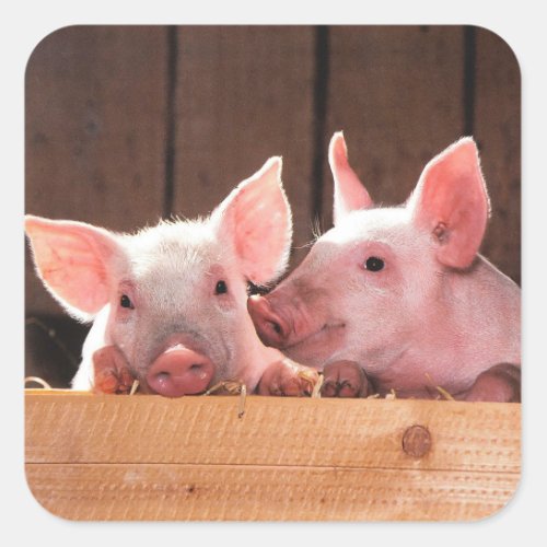 Cute Pink Piglets Animal Photograph Square Sticker
