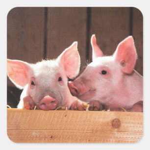 Cute Pink Piglets Animal Photograph Square Sticker