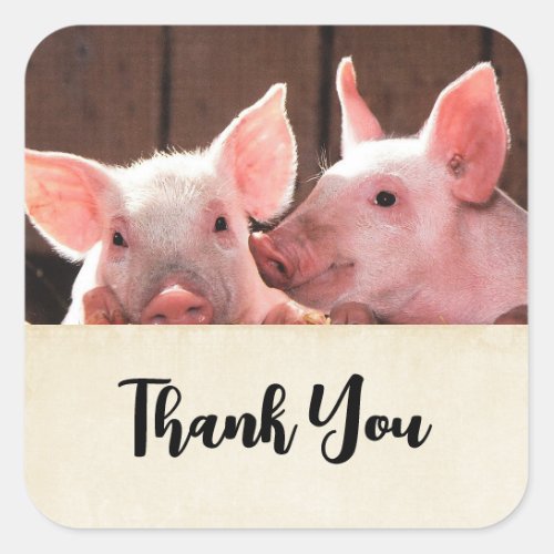 Cute Pink Piglets Animal Photograph Thank You Square Sticker