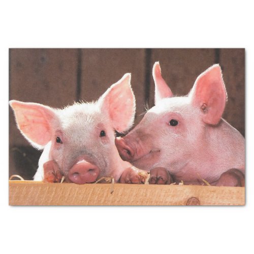 Cute Pink Piglets Animal Photograph Tissue Paper