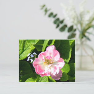 Cute pink tulip postcard