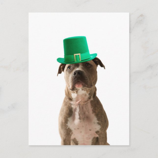 Cute Pit Bull Dog Hat St. Patrick's Day Postcard (Front)