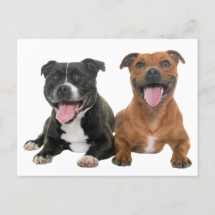 Cute Pit Bull Puppy Dog Hello Pitbull Postcard