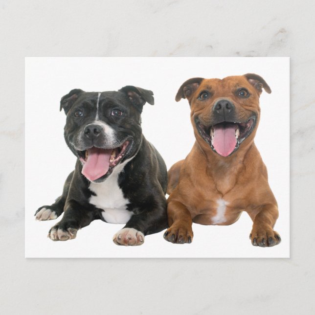 Cute Pit Bull Puppy Dog Hello Pitbull Postcard (Front)