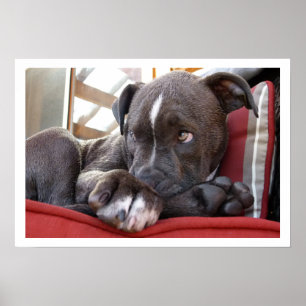 Cute Pit Bull Puppy Poster