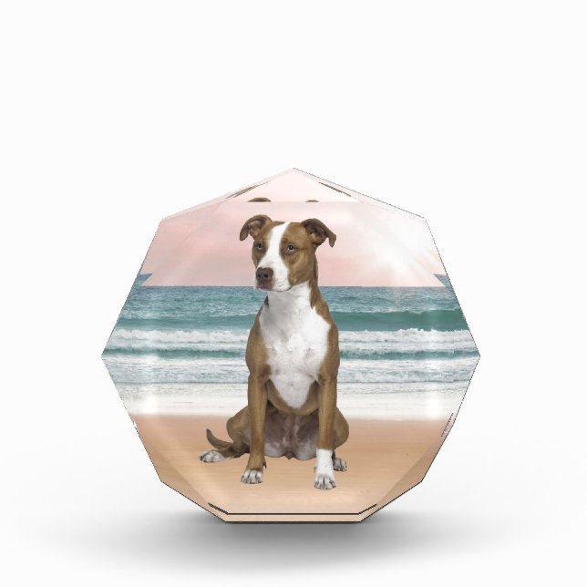 Cute Pitbull Dog Sitting on Beach with sunset Award (Front)