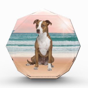Cute Pitbull Dog Sitting on Beach with sunset Award