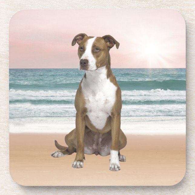 Cute Pitbull Dog Sitting on Beach with sunset Beverage Coaster (Front)