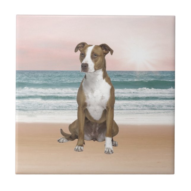 Cute Pitbull Dog Sitting on Beach with sunset Ceramic Tile (Front)