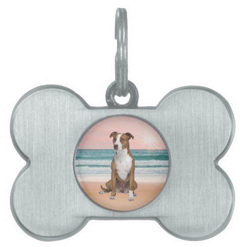 Cute Pitbull Dog Sitting on Beach with sunset Pet Tag