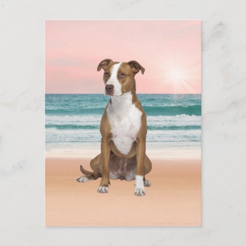 Cute Pitbull Dog Sitting on Beach with sunset Postcard