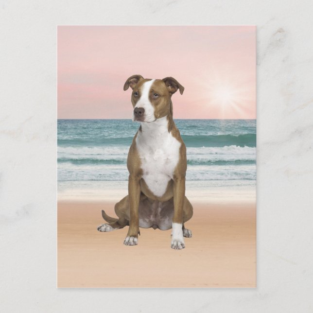 Cute Pitbull Dog Sitting on Beach with sunset Postcard (Front)