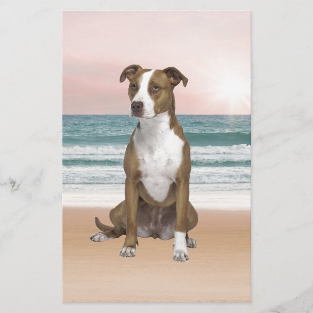 Cute Pitbull Dog Sitting on Beach with sunset Stationery (Front)