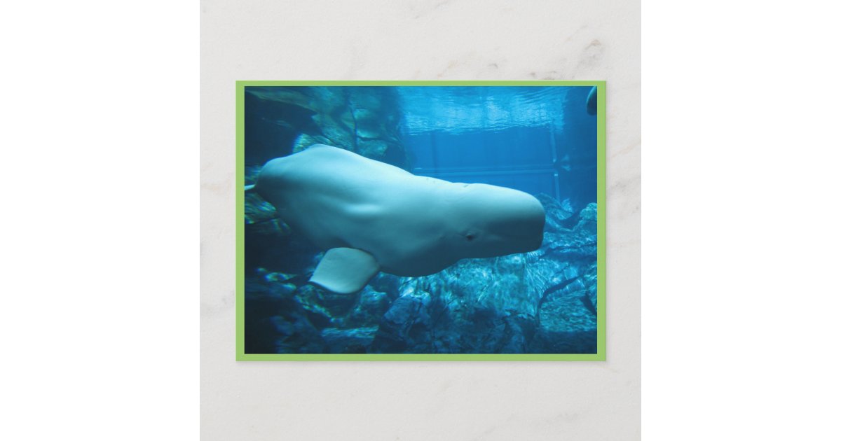 Beluga whales create art in Japan aquarium