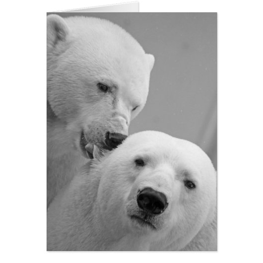 Cute polar bear couple cards (Front)