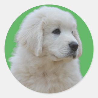 Cute Polish Tatra Puppy Head Sticker on Green