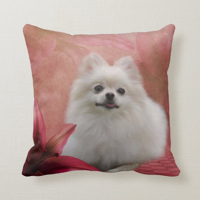 pomeranian pillow