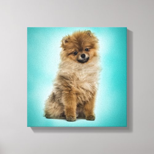 Cute Pomeranian German Spitz Canvas Print