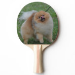 Cute Pomeranian Ping-Pong Paddle