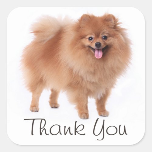 Cute Pomeranian Puppy Dog Thank You  Pom Pom Square Sticker