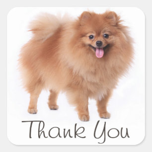 Cute Pomeranian Puppy Dog Thank You  Pom Pom Square Sticker