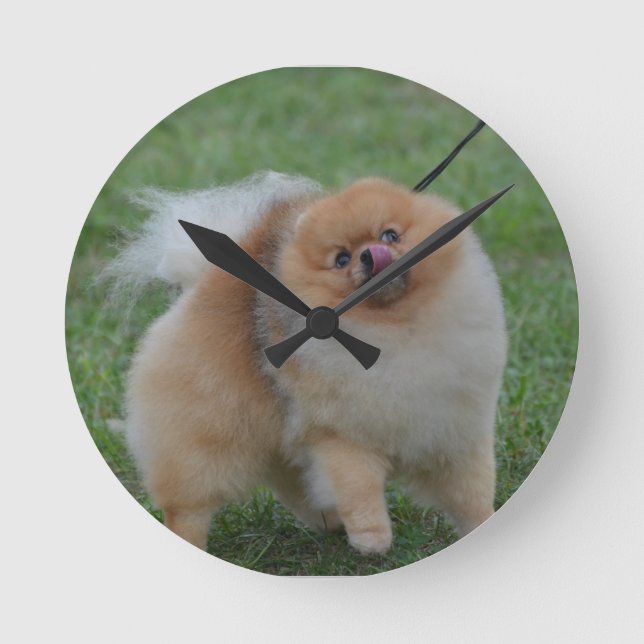 Cute Pomeranian Round Clock (Front)