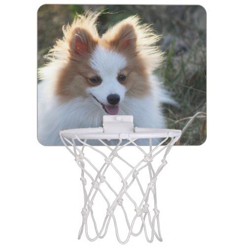 Cute Pomeranian Spitz Dog Portrait Photograph Mini Basketball Hoop