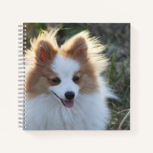 Cute Pomeranian Spitz Dog Portrait Photograph Notebook