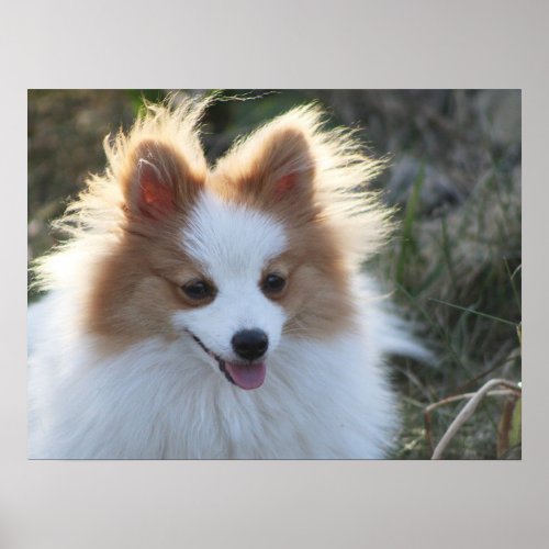 Cute Pomeranian Spitz Dog Portrait Photograph Poster