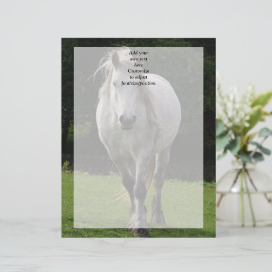 Cute pony photograph (Standing Front)