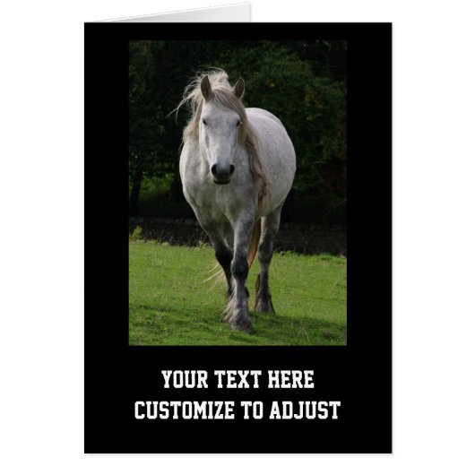Cute pony photograph cards (Front)