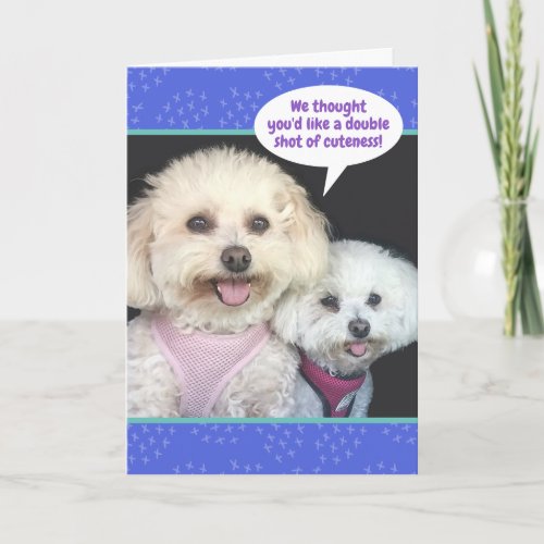 Cute Poochon Dogs _ Double Shot Of Cuteness Card