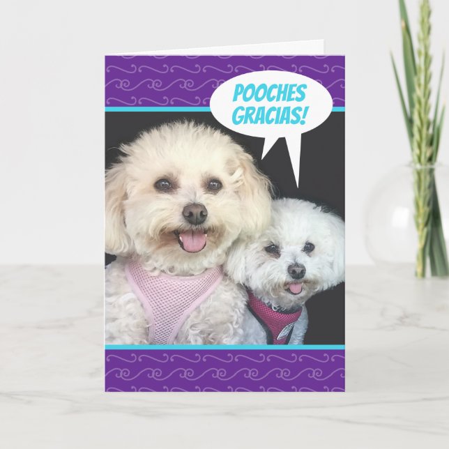 Cute Poochon Dogs - Pooches Gracias Thank You Card (Front)