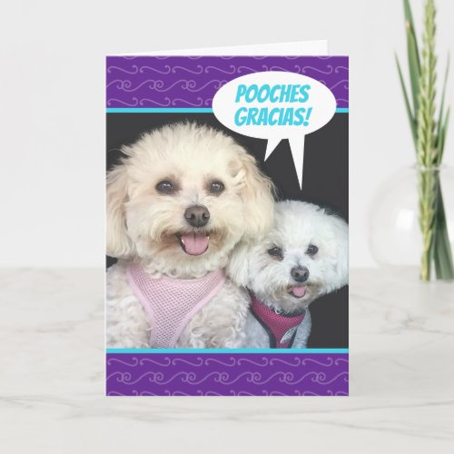 Cute Poochon Dogs _ Pooches Gracias Thank You Card